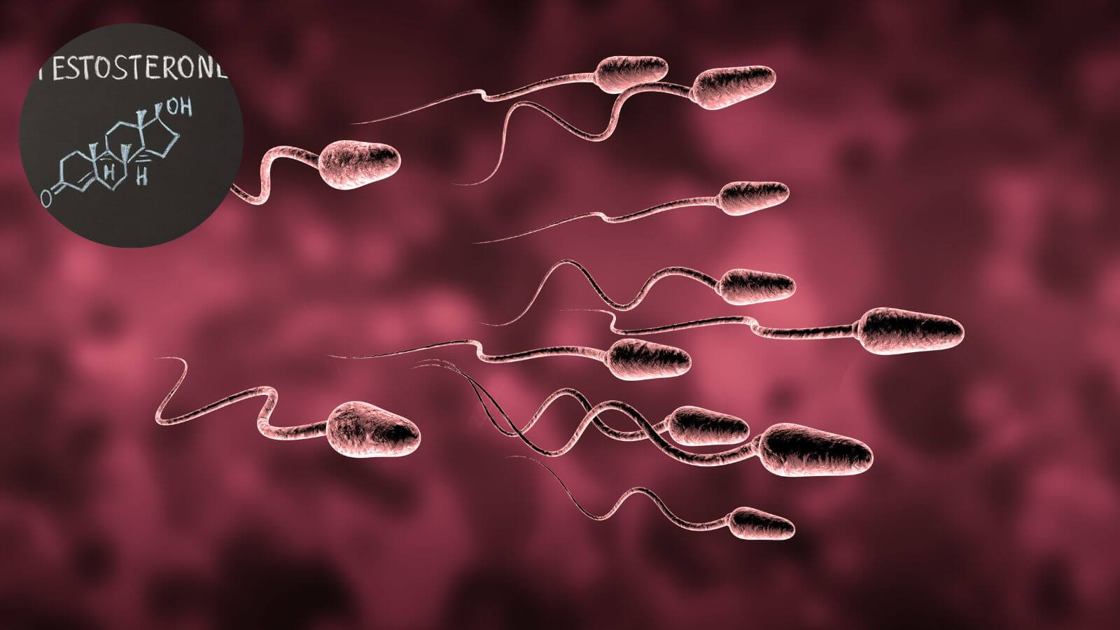 Giảm Testosterone khiến số lượng tinh trùng giảm đáng kể