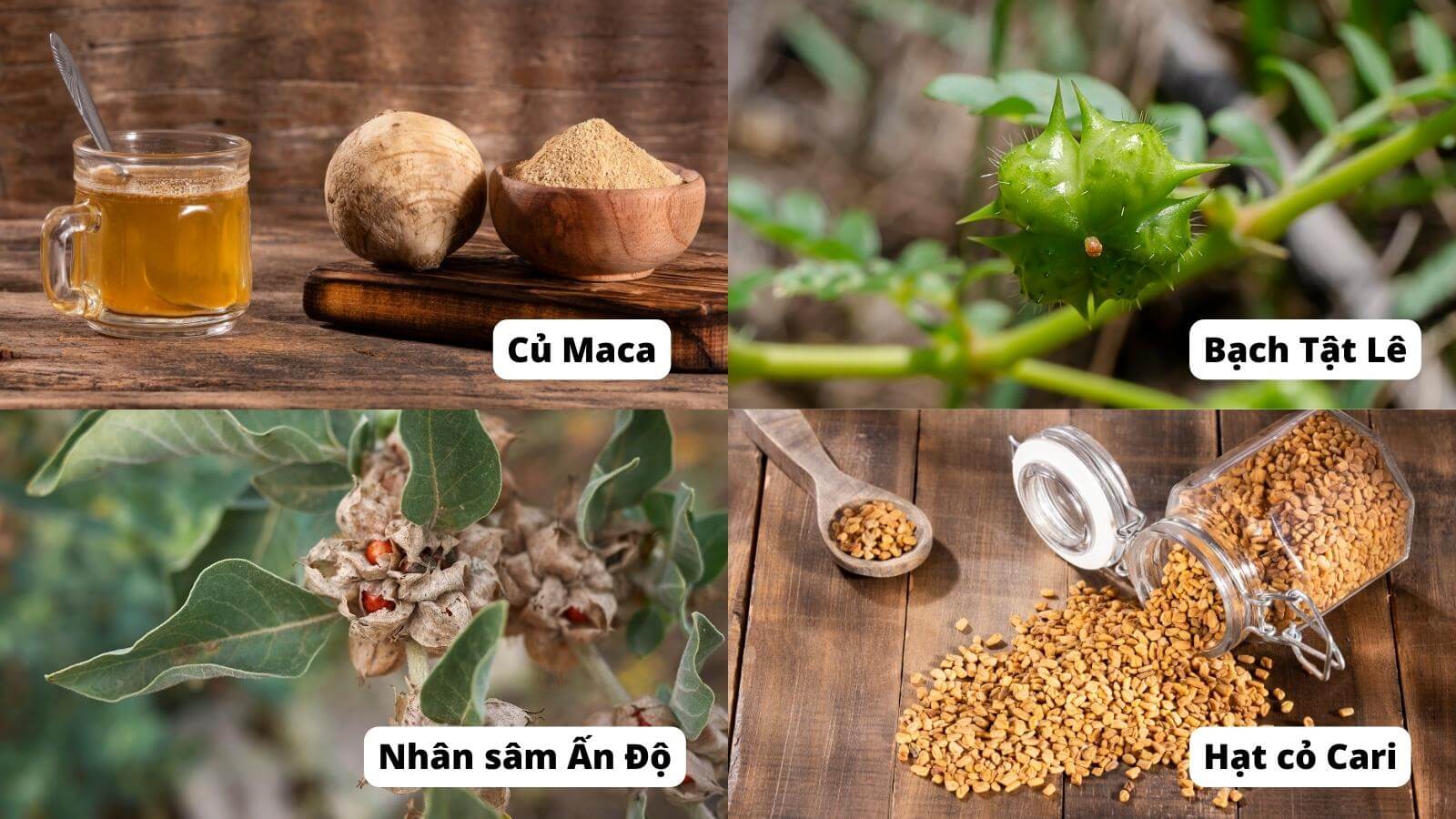 Một số loại thảo dược có tác dụng làm tăng số lượng tinh trùng
