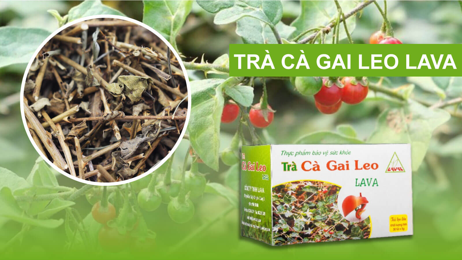 Trà Cà gai leo Lava