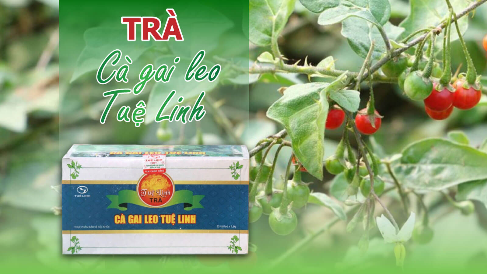 Trà Cà gai leo Tuệ Linh dành cho người từ 4 tuổi trở lên