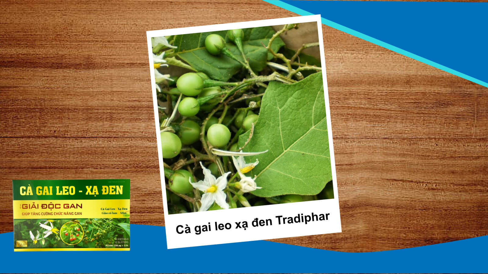 Thuốc Cà gai leo bổ gan đến từ thương hiệu Tradiphar