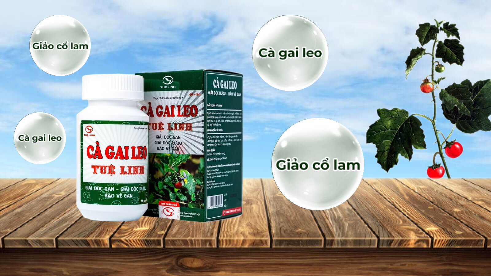 Thuốc giải độc gan Cà gai leo Tuệ Linh