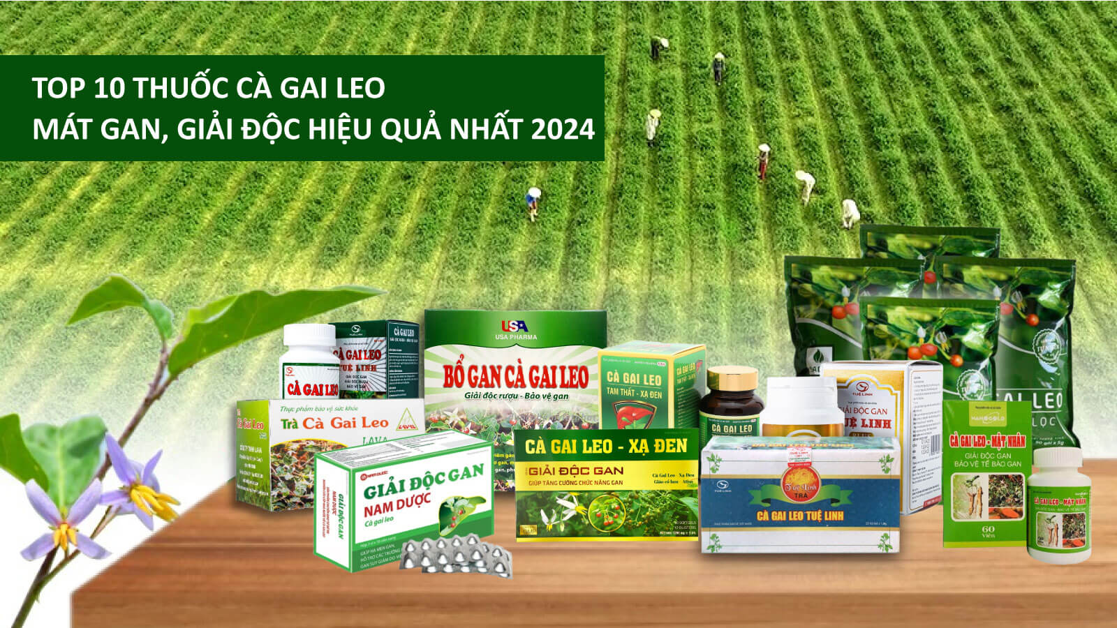 Top 10 thuốc cà gai leo mát gan giải độc hiệu quả nhất 2024