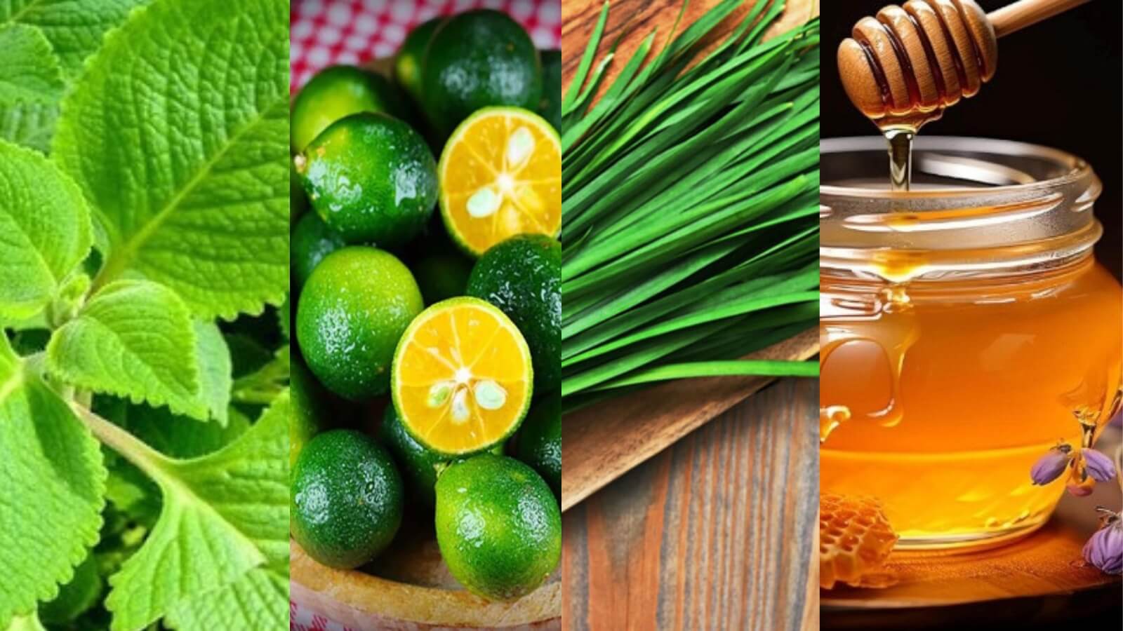 Húng chanh, quất, lá hẹ và mật ong kết hợp có thể tạo thành siro trị ho hiệu quả