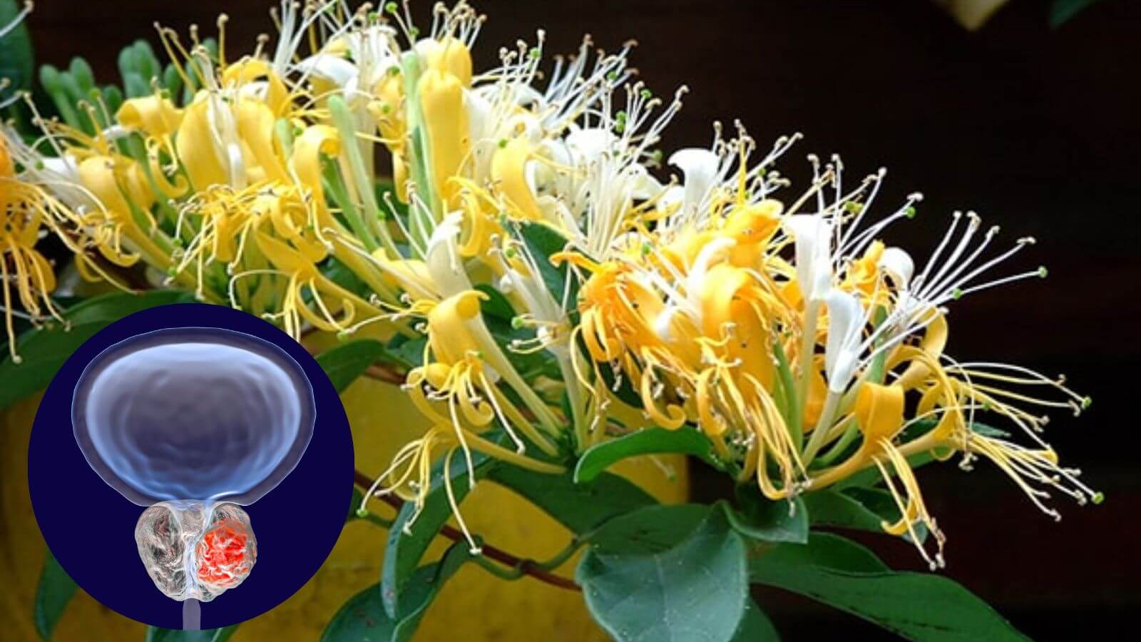 Thận trọng khi dùng kim ngân với người thể hàn