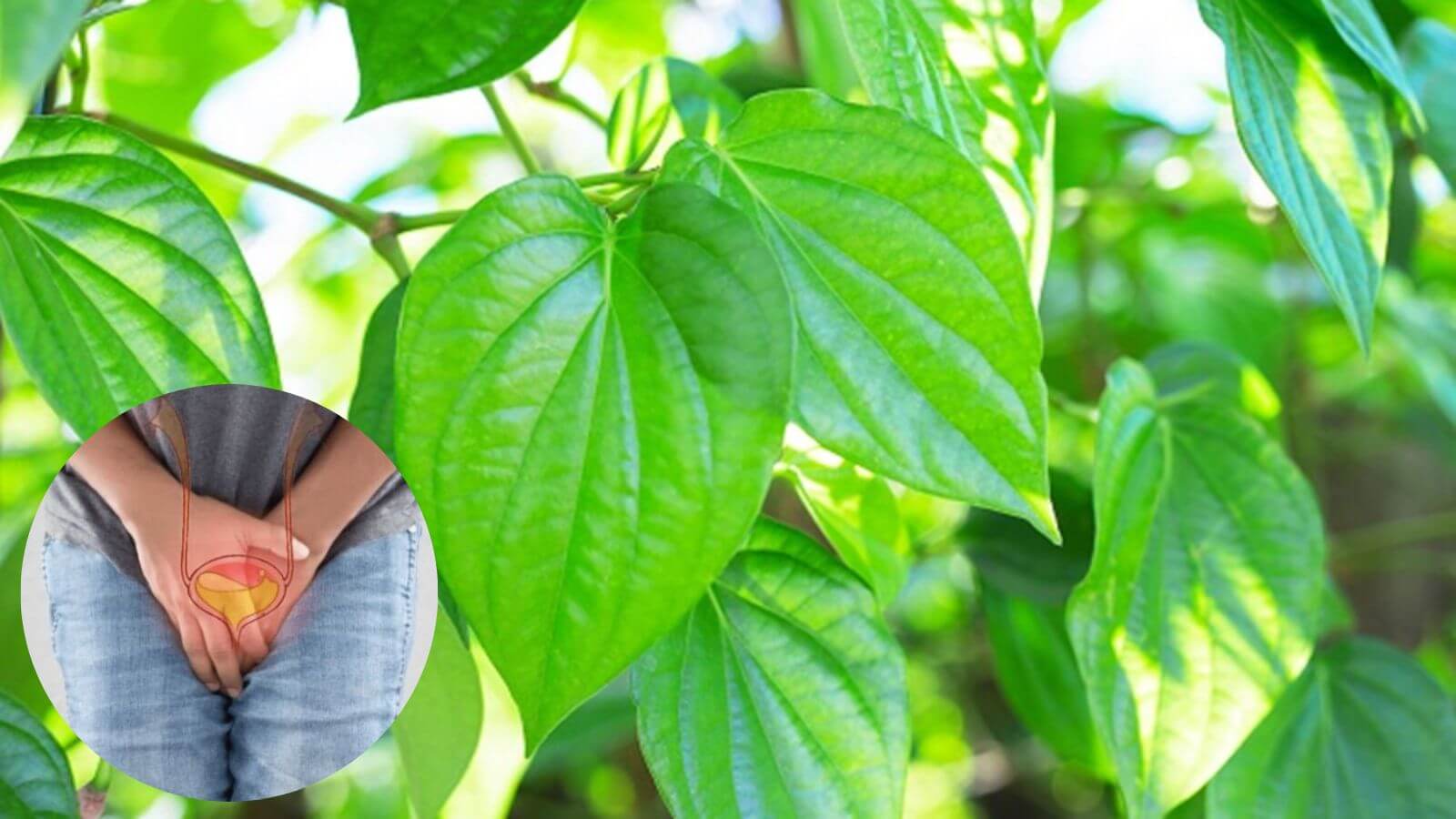 Lá trầu không chứa nhiều hoạt chất giúp kháng khuẩn, kháng viêm