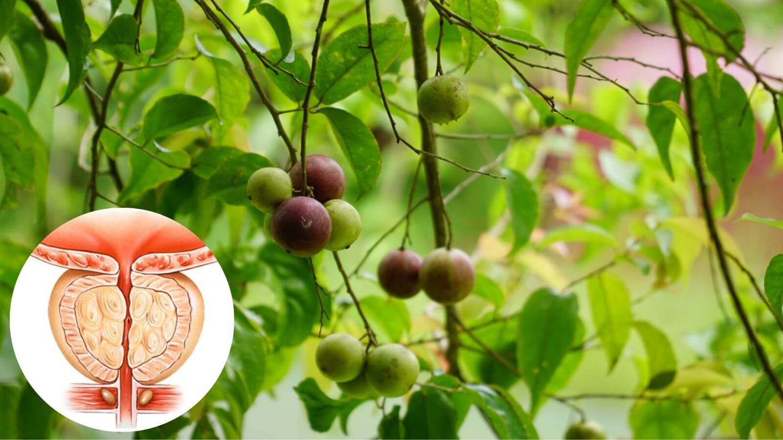 Sắc nước từ rễ cây bồ quân để chữa viêm tuyến tiền liệt