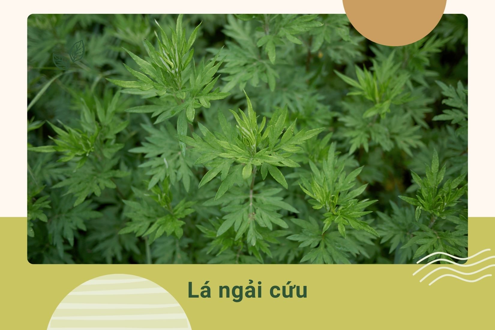 Trẻ bị cảm cúm tắm lá ngải cứu giúp giảm viêm, mẩn ngứa