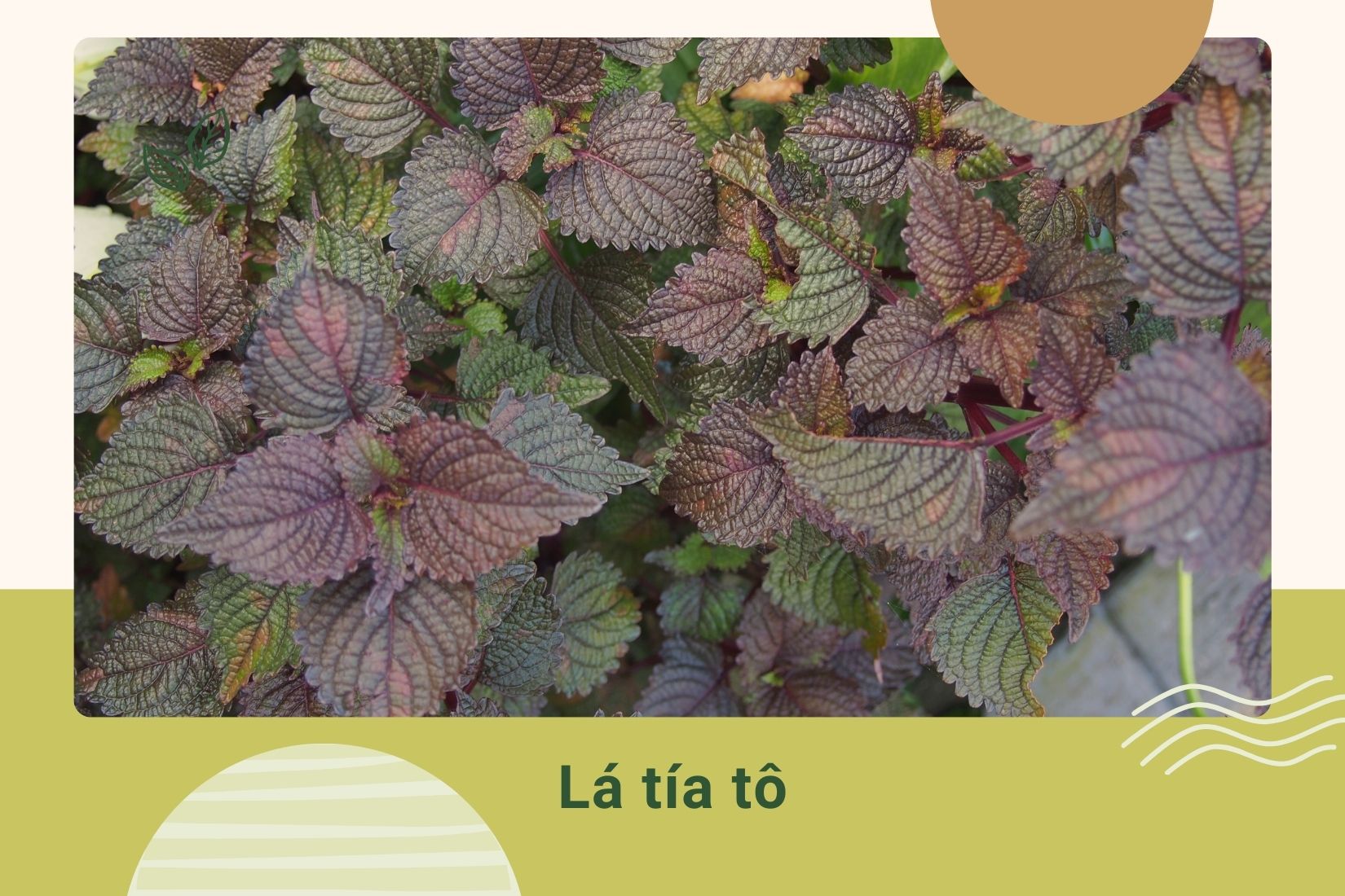 Trẻ bị cảm cúm tắm lá gì? Lá tía tô hỗ trợ giải cảm hiệu quả