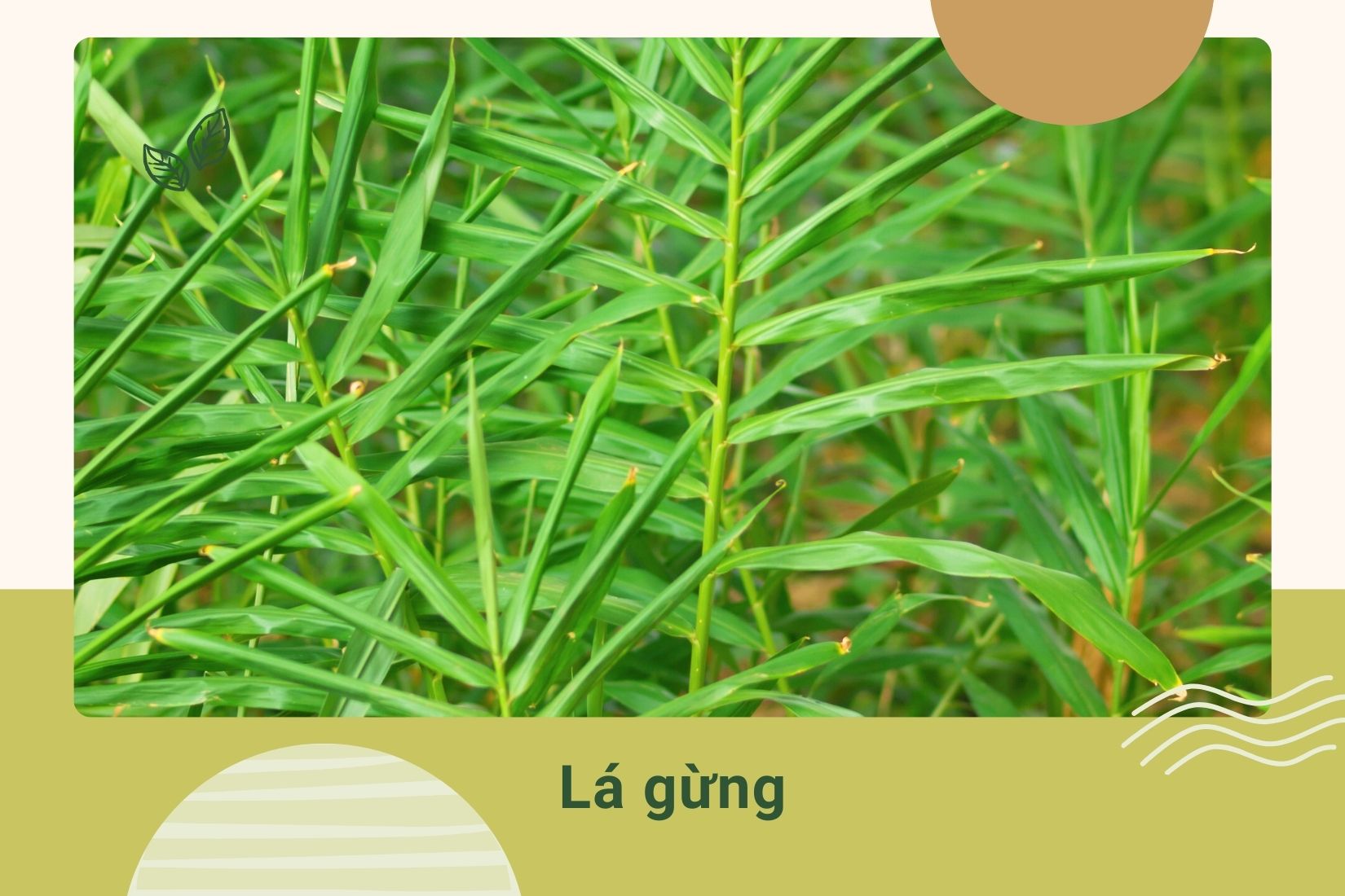 Gingerol và Shogaol trong lá gừng có tác dụng kháng viêm, làm ấm cơ thể