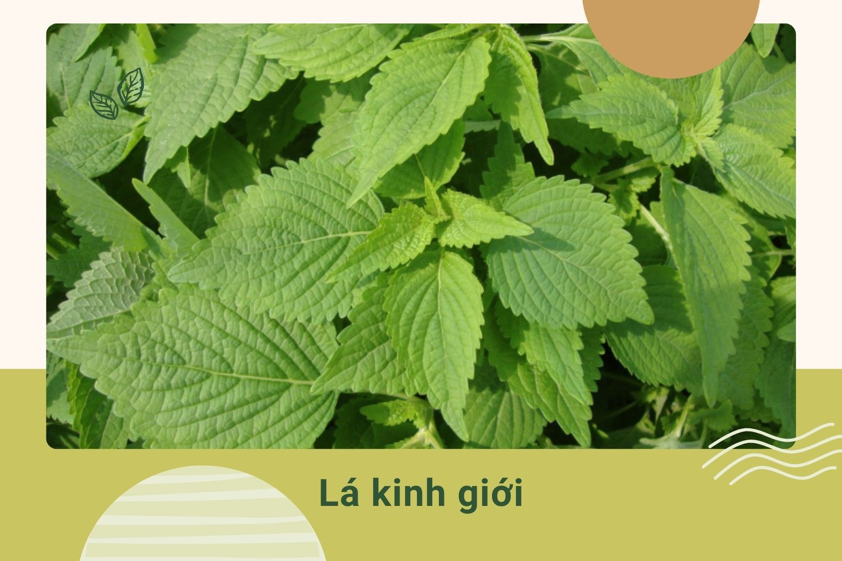 Trẻ bị cảm cúm tắm lá gì - Lá kinh giới