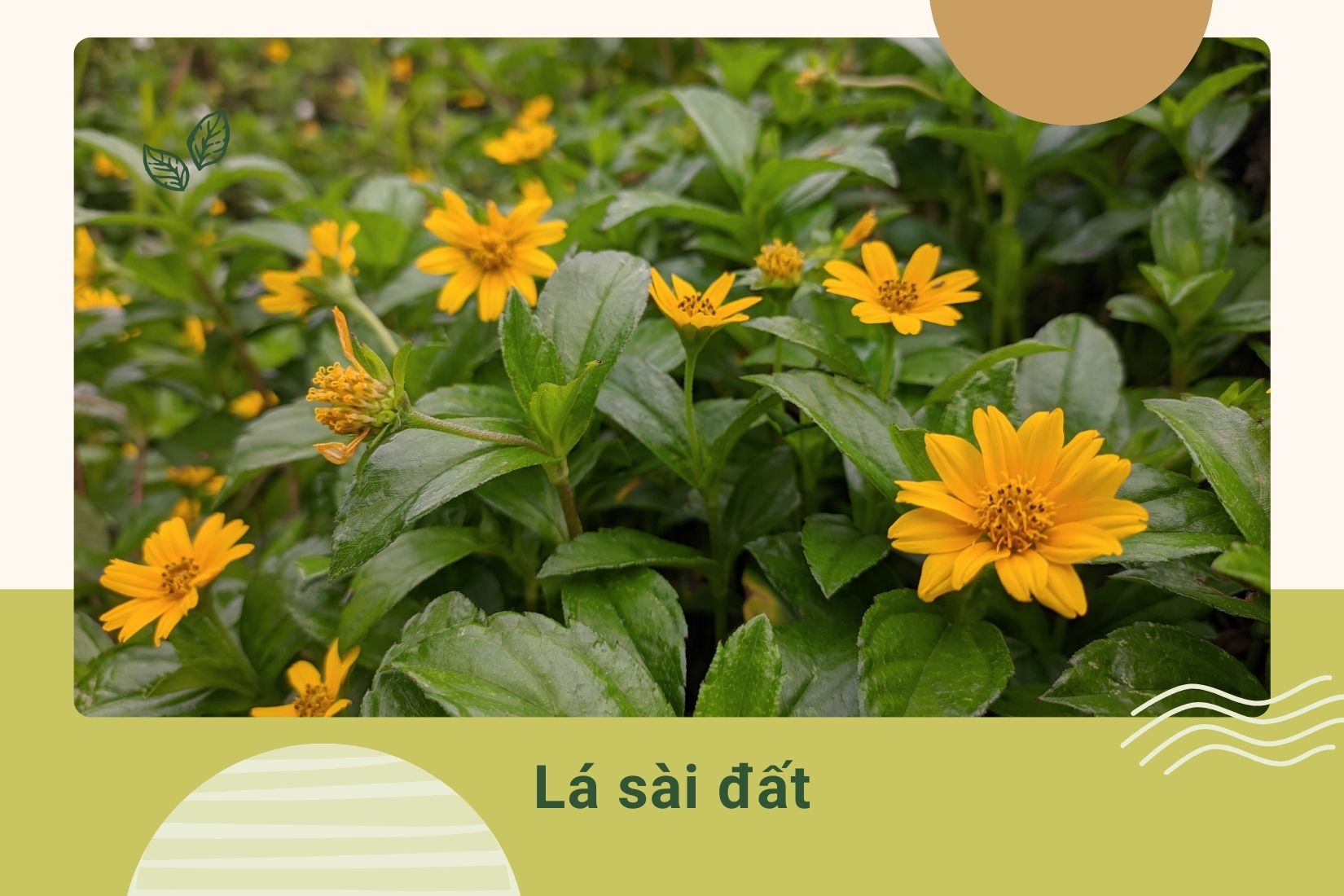 Đun khoảng 200 - 300g lá sài đất lấy nước tắm cho trẻ bị cảm cúm