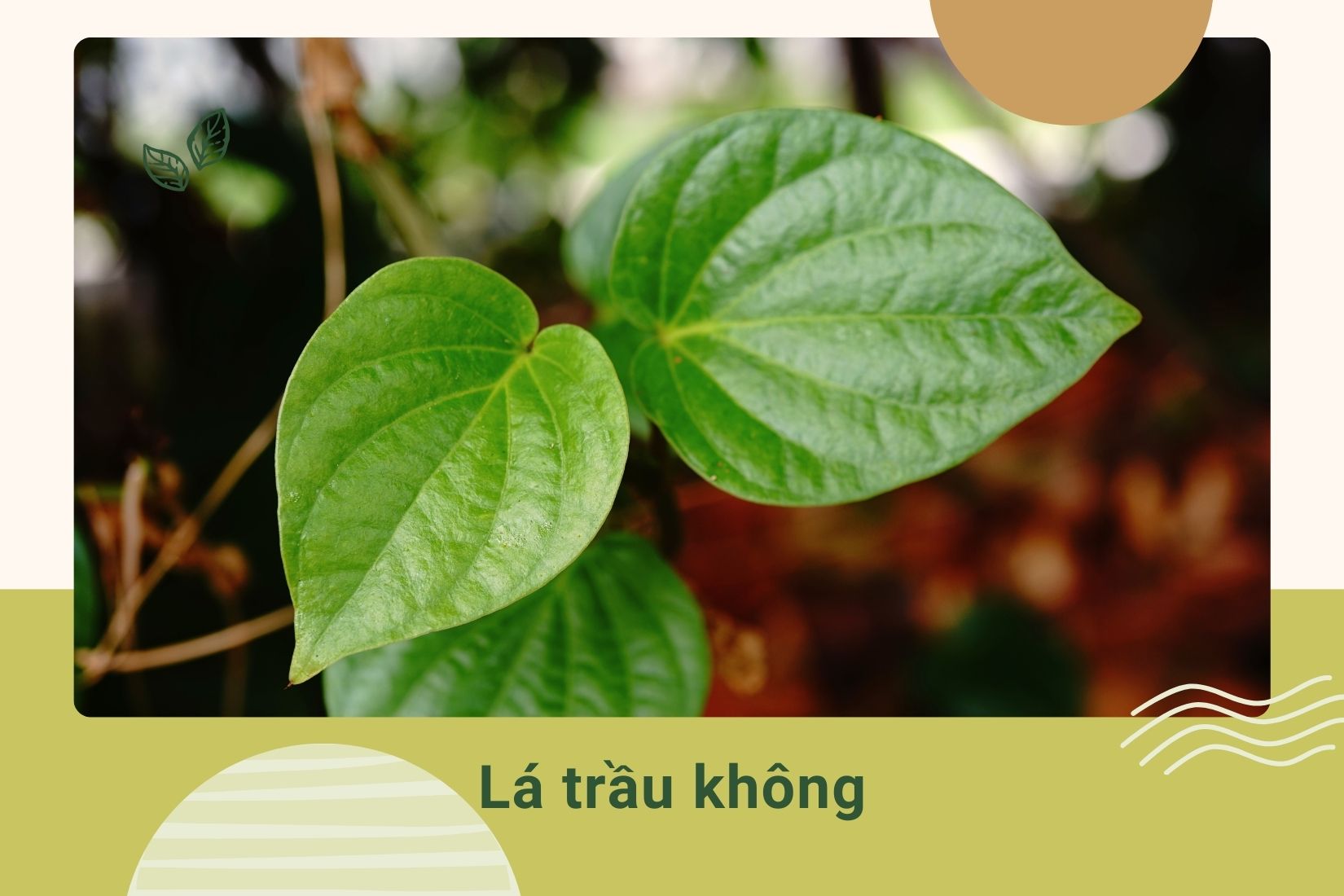 Các tinh dầu trong lá trầu không giúp giảm viêm da, kháng khuẩn