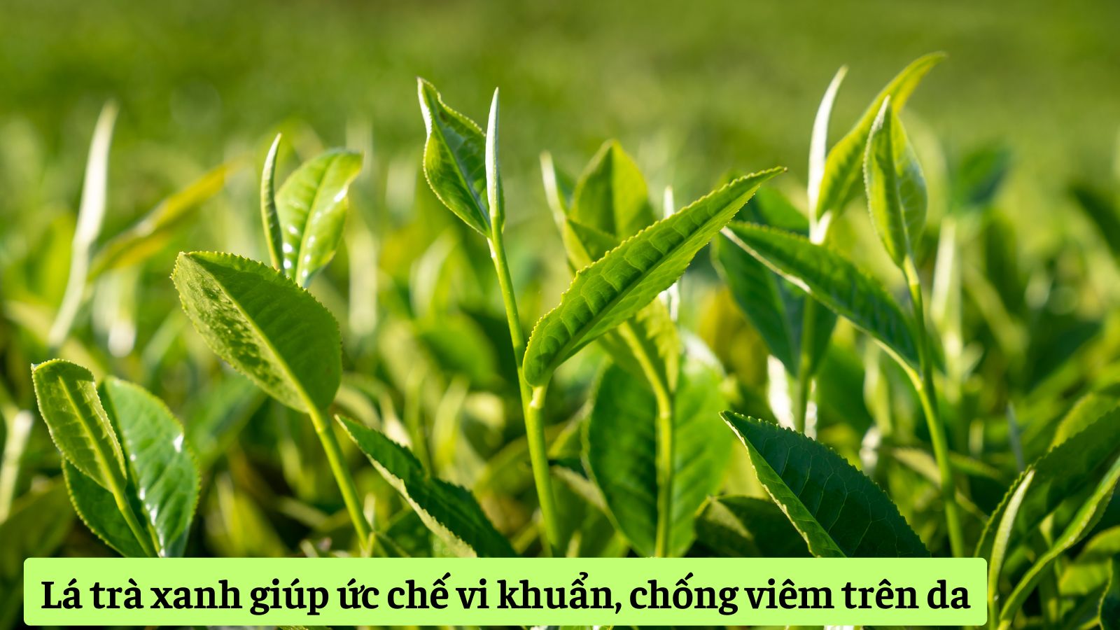 Lá trà xanh có tác dụng làm dịu da, hỗ trợ sát khuẩn tự nhiên