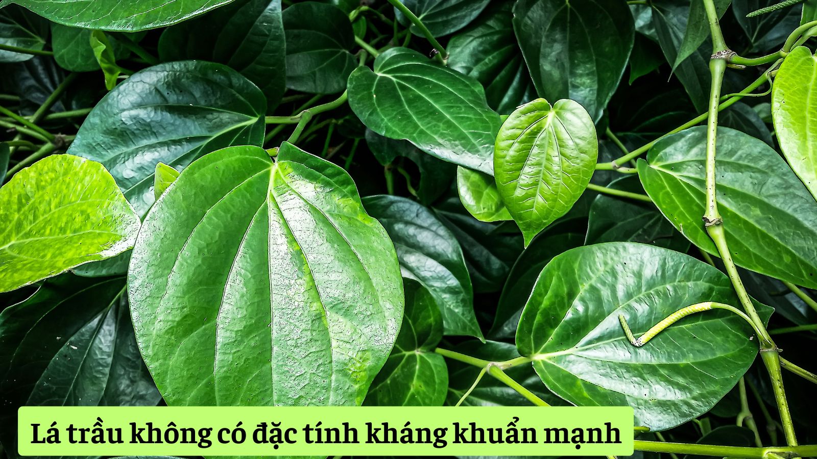 Lá trầu không ngăn nhiễm khuẩn, hỗ trợ phục hồi da