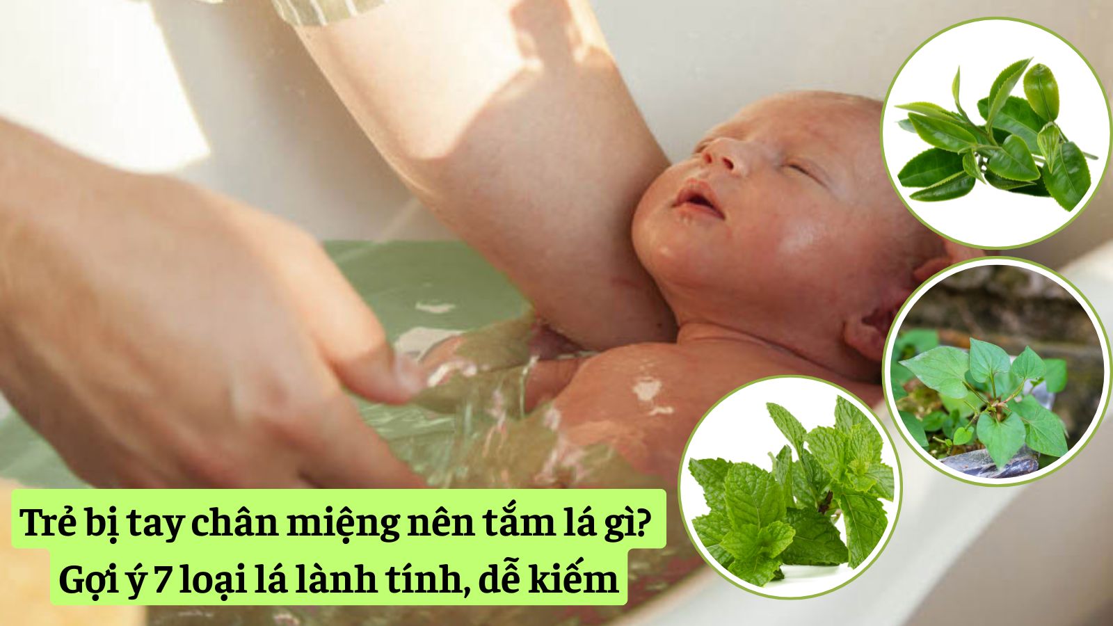 Trẻ bị tay chân miệng nên tắm lá gì? Gợi ý 7 loại lá lành tính, dễ kiếm