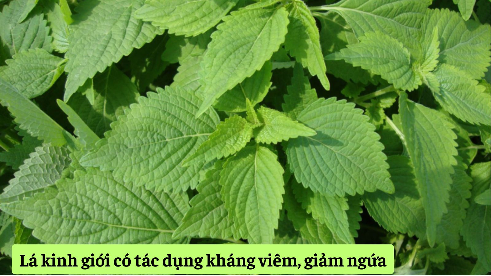 Lá kinh giới giúp sát khuẩn, giảm viêm trên da