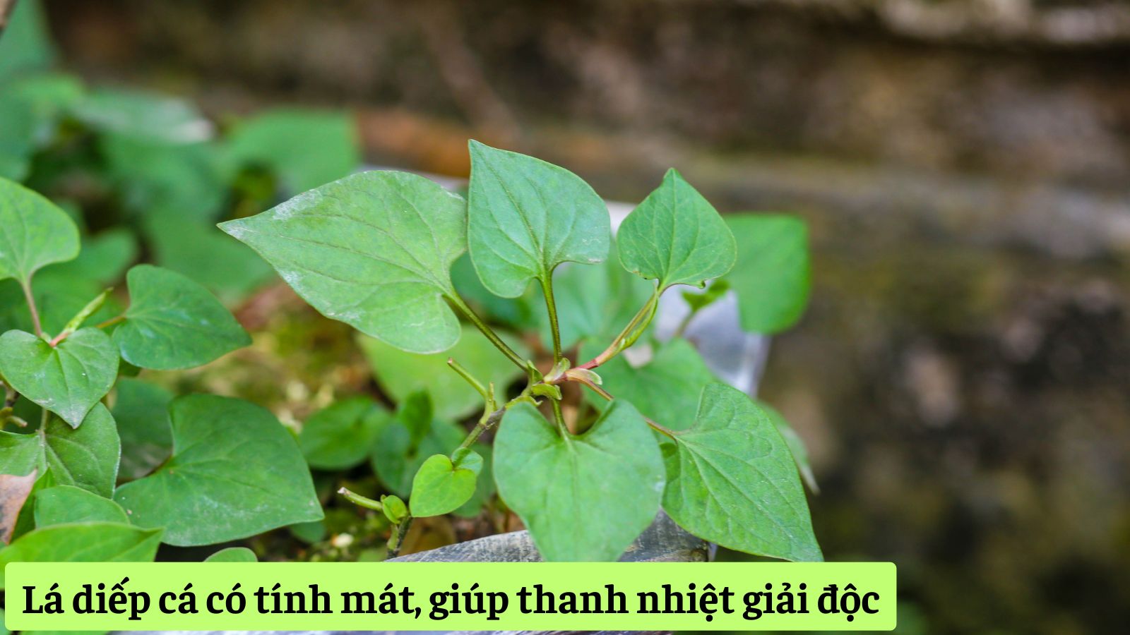Lá diếp cá có tính mát, giúp thanh nhiệt giải độc