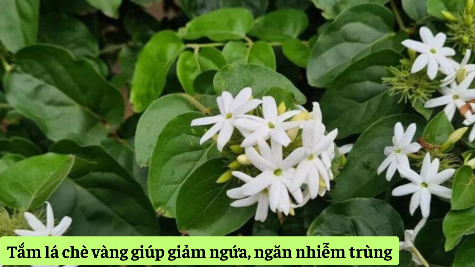 Tắm lá chè vàng giúp giảm ngứa, ngăn nhiễm trùng