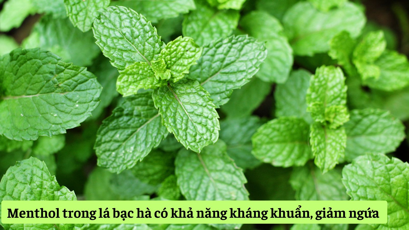 Menthol trong lá bạc hà có khả năng kháng khuẩn, giảm ngứa