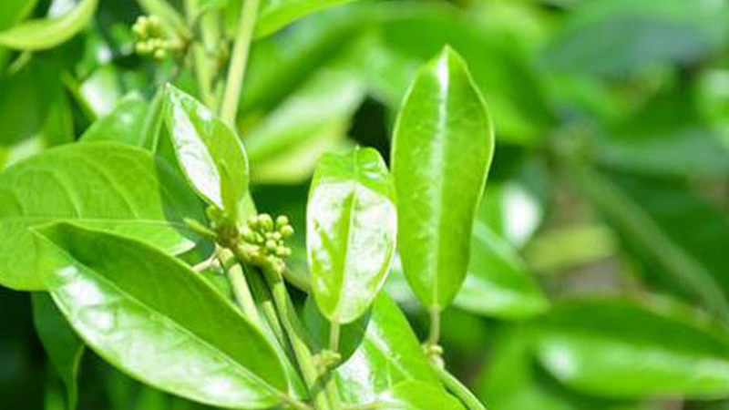 Dây thìa canh có tác dụng hạ đường huyết hiệu quả