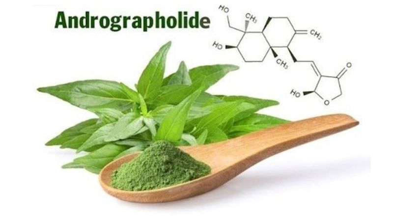 Hoạt chất chính có tác dụng điều trị của Xuyên tâm liên là Andrographolide.