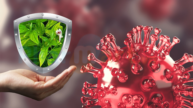 Xuyên tâm liên giúp tăng cường hệ miễn dịch ở người bệnh Covid-19