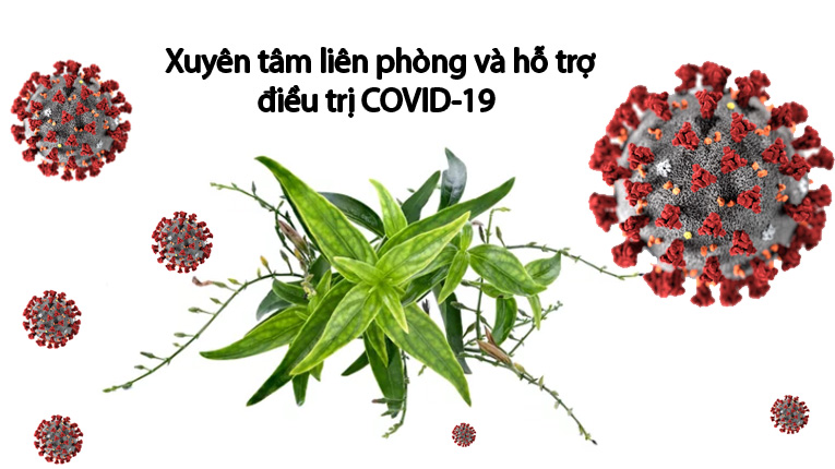 Ứng dụng của xuyên tâm liên trong điều trị Covid19