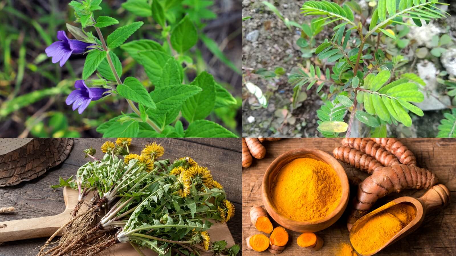 An Bảo Gold có thành phần từ các thảo dược giúp mát gan hiệu quả