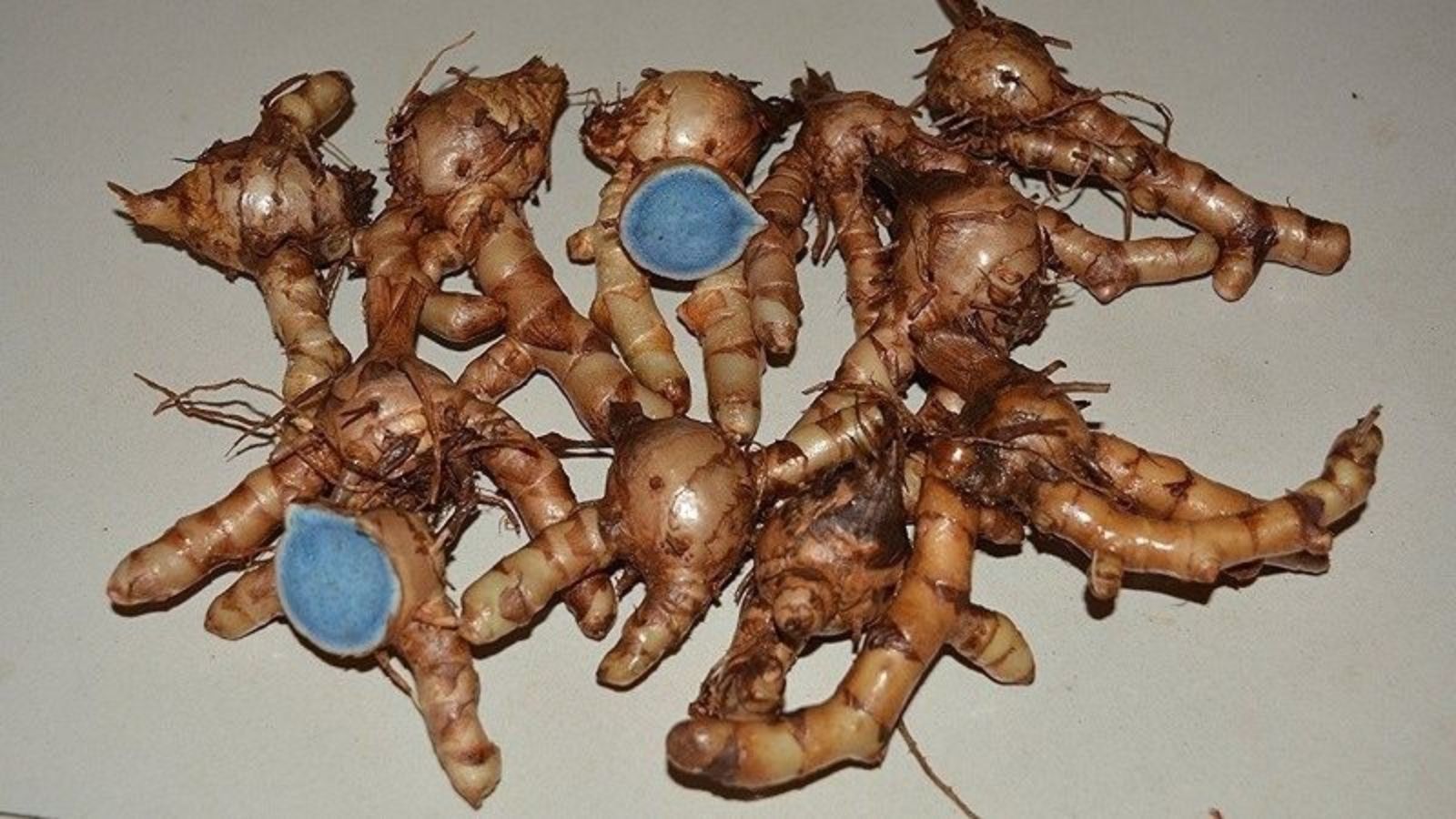 Nghệ đen - thần dược chữa các bệnh về dạ dày