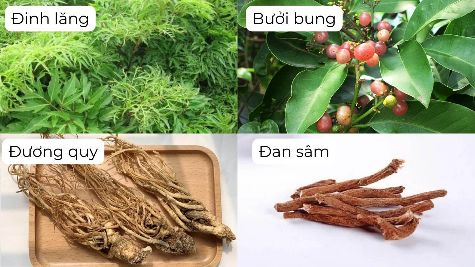 Các thành phần chính của Viên uống AZ Brain