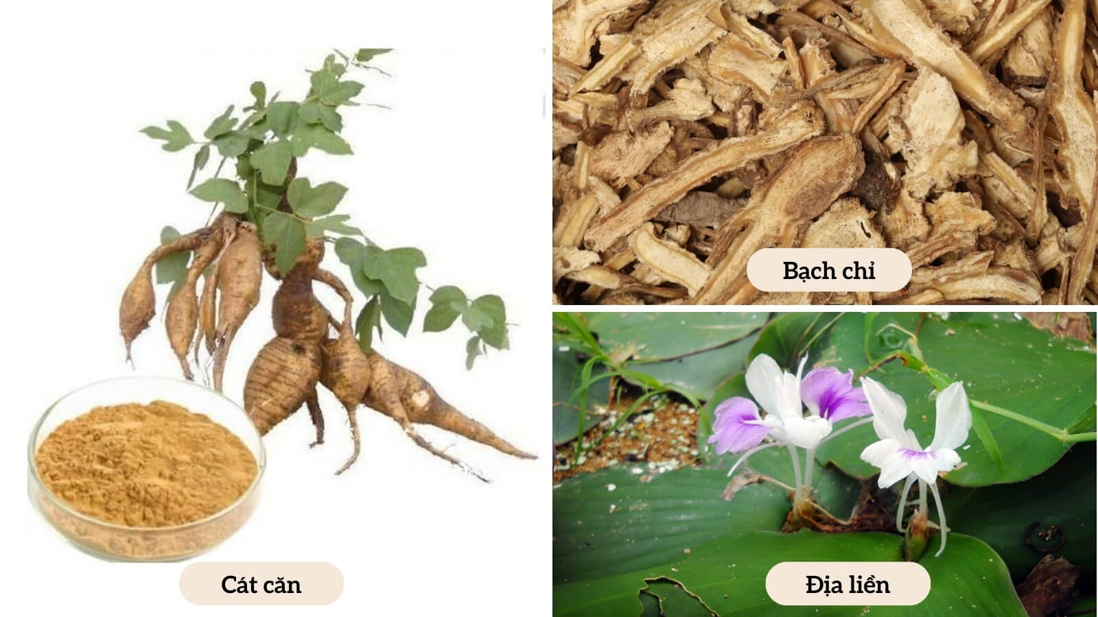 Các thành phần có trong Bạch Địa Căn