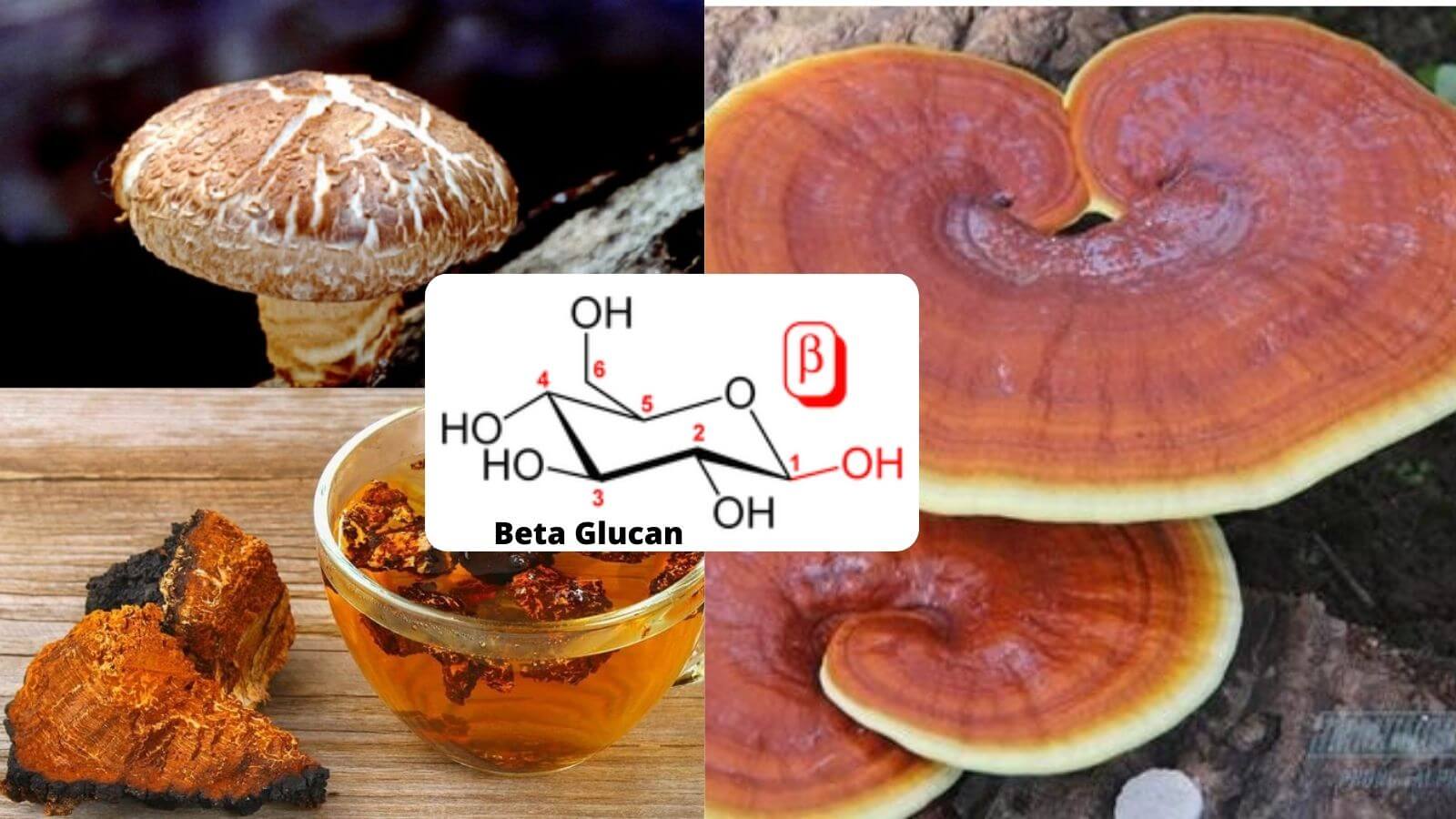 Beta Glucan được chiết xuất từ các loại nấm quý