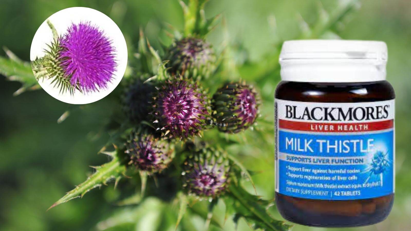 Blackmores Milk thistle giúp thải độc, tăng cường chức năng gan