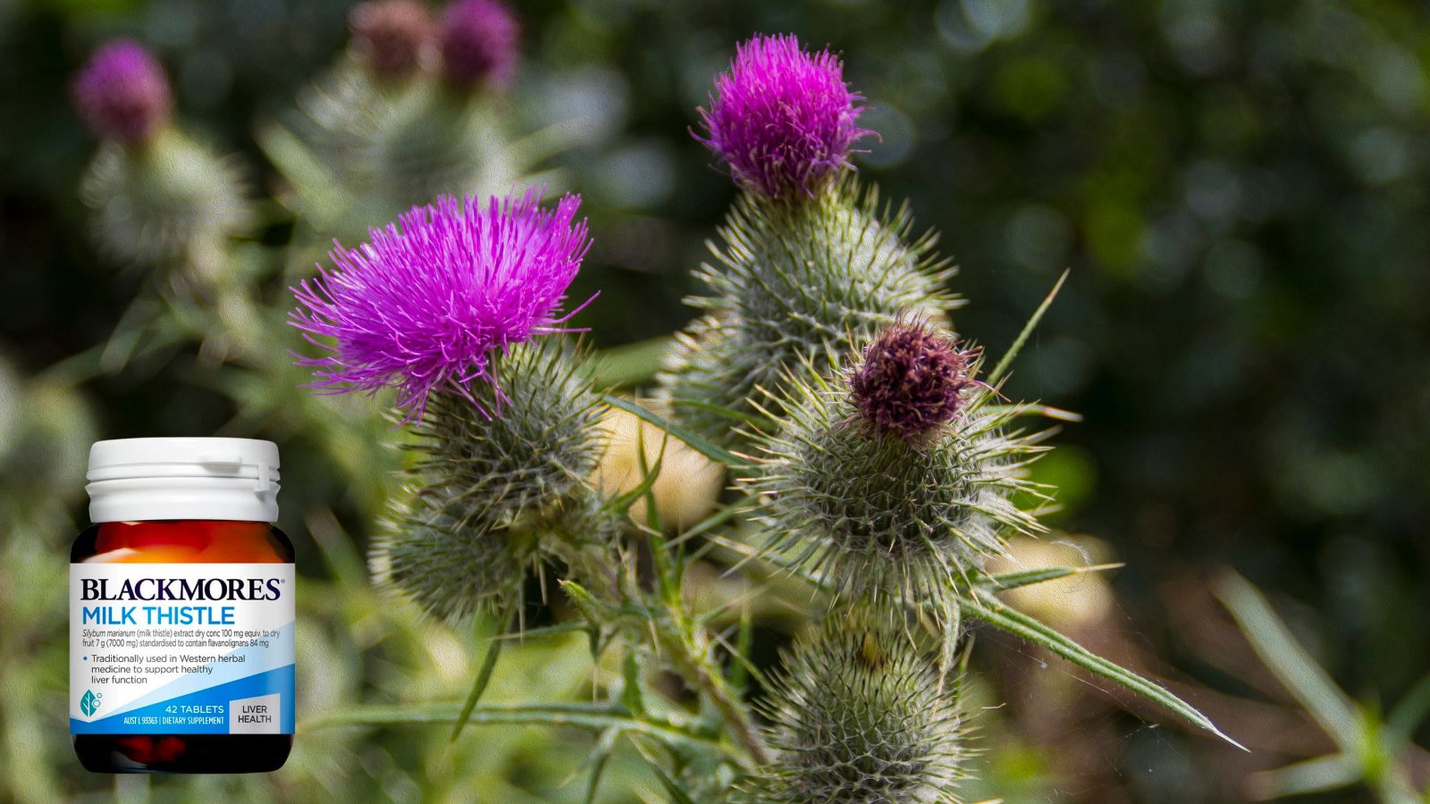 Blackmores Milk thistle giúp thải độc, tăng cường chức năng gan