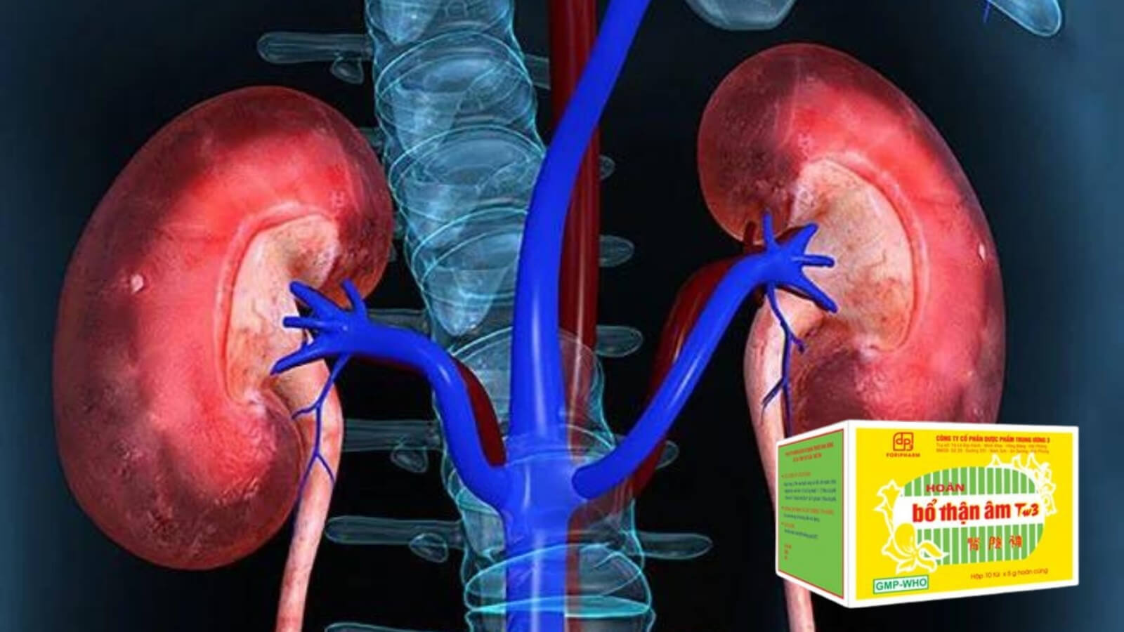 Thận có một vài trò cực kỳ quan trọng đối với sức con người