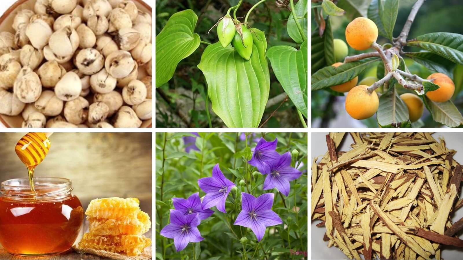 Các thành phần trong Bối Mẫu Từ Nam