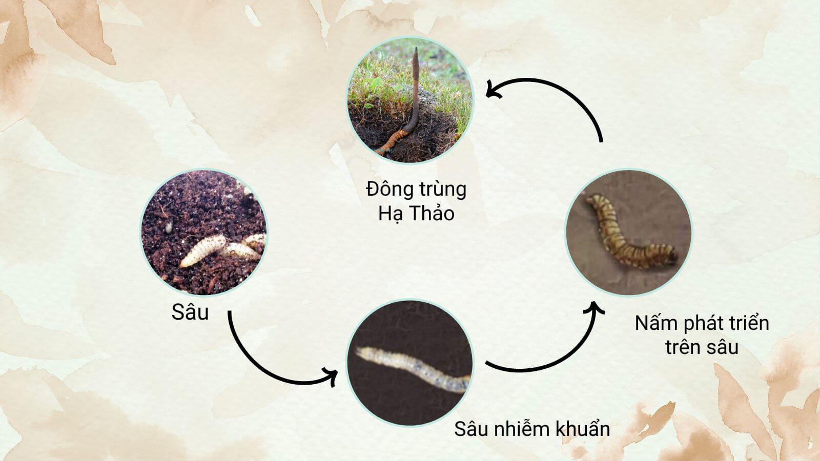 Quá Trình Tạo Nên Đông Trùng Hạ Thảo