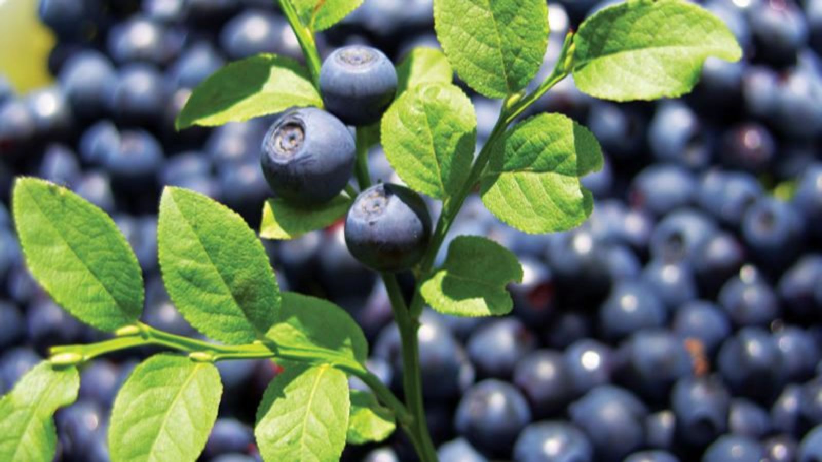 Thành phần Bilberry có trong viên uống Bright Eyes