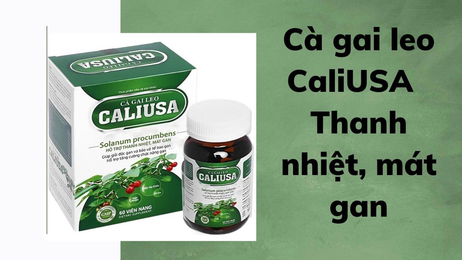 Cà gai leo CaliUSA - Thanh nhiệt, mát gan, hỗ trợ tăng cường chức năng gan