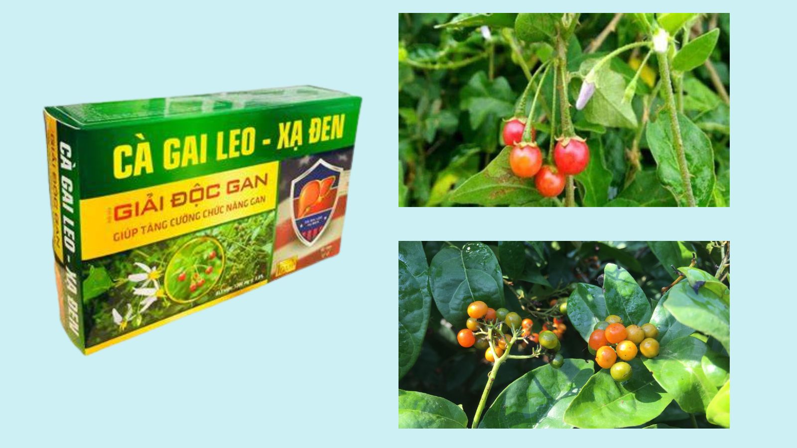 Cà gai leo xạ đen - Giải độc, tăng cường chức năng gan