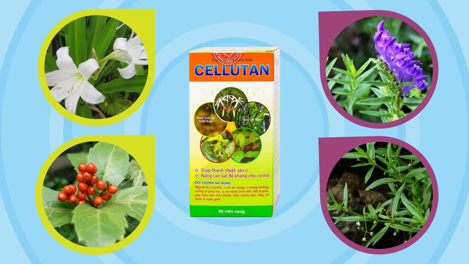 Cellutan có sự kết hợp từ các thành phần thảo dược