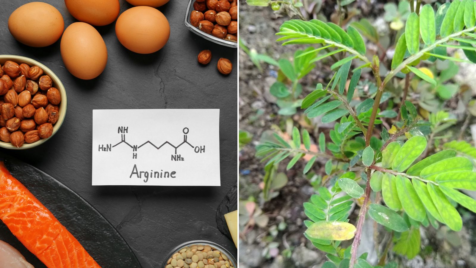 Arginin kết hợp cùng Cao Diệp hạ châu giúp tăng cường quá trình thải độc