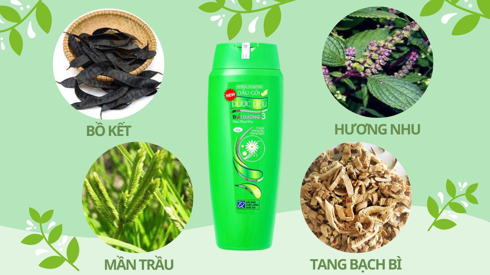 Thành phần chính dầu gội dược liệu Thái Dương 3 xanh