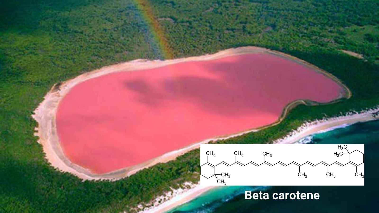 Beta carotene (vitamin A) từ chiết xuất tảo dunaliella salina.