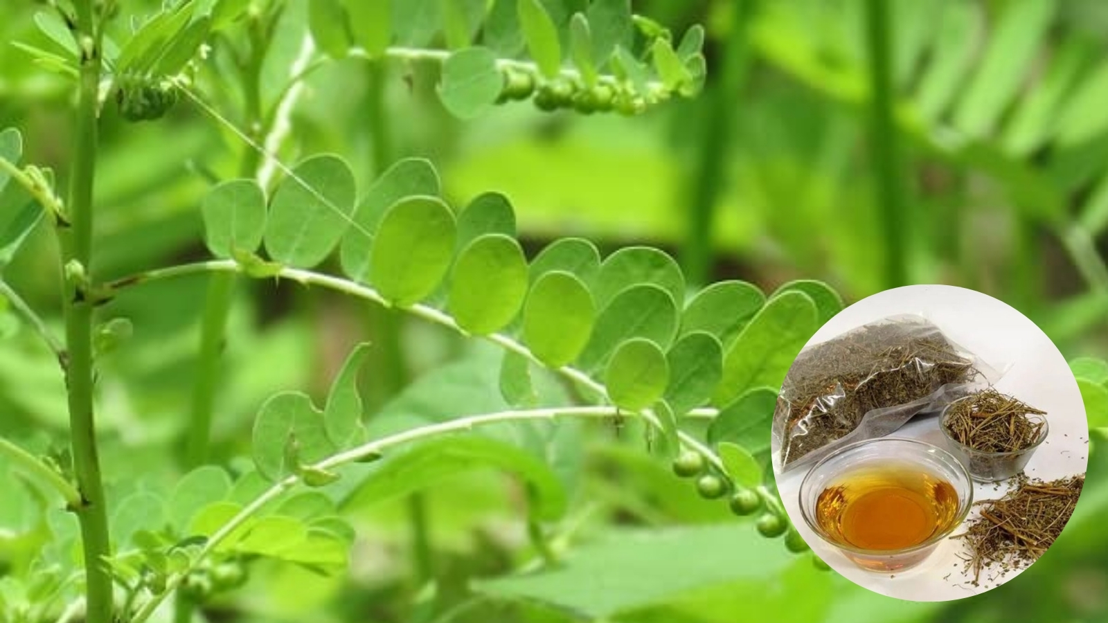 Diệp hạ ch&acirc;u đ&atilde; được sử dụng l&agrave;m thuốc từ rất l&acirc;u đời.