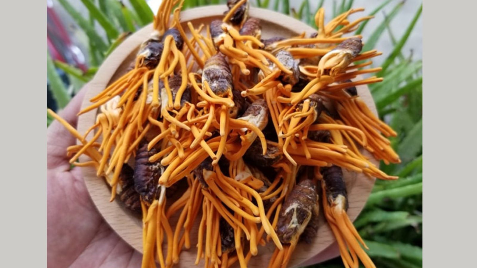 Đông trùng hạ thảo là thức quà tuyệt vời từ thiên nhiên