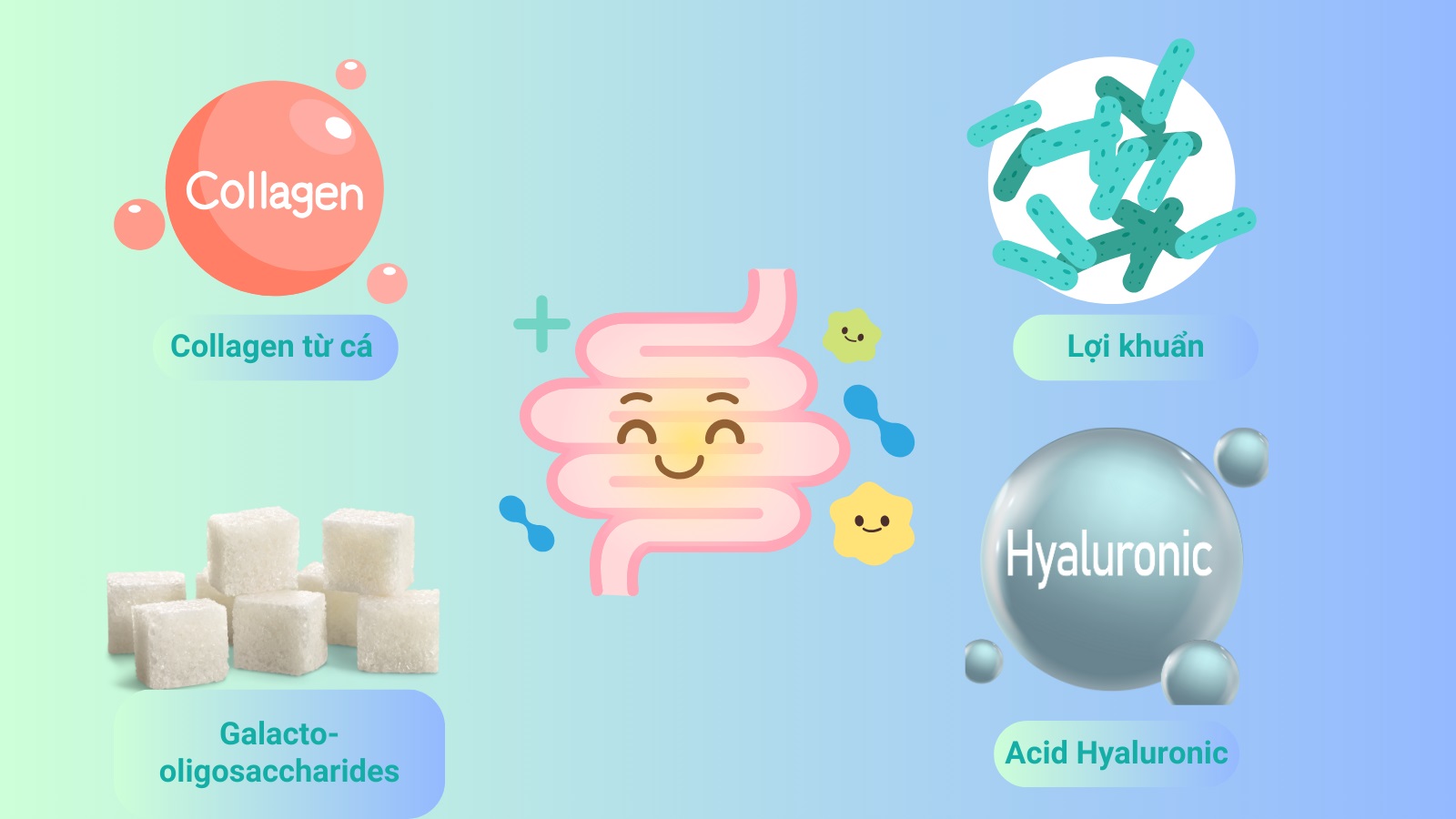 Bảng thành phần bổ dưỡng cho hệ sinh thái ở ruột