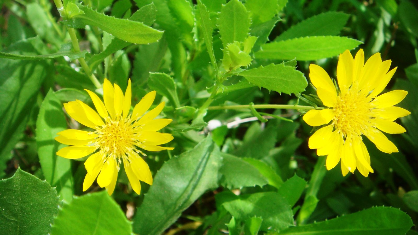 Hoa Grindelia được sử dụng từ xa xưa để điều trị ho, viêm họng kéo dài.