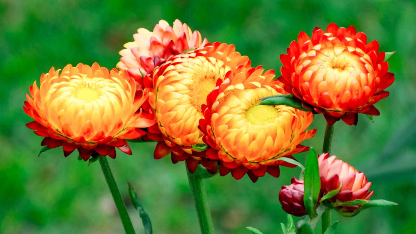 Hoa cúc bất tử có hoạt tính kháng khuẩn sử dụng điều trị viêm họng.